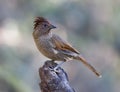 Gestreepte Lijstergaai, Striated Laughingthrush, Grammatoptila s Royalty Free Stock Photo