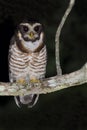 Gestreepte Maskeruil, Band-bellied Owl, Pulsatrix melanota