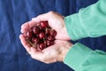 Human hands, in the palms of cherries Royalty Free Stock Photo