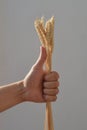 Gesture - thumb up everything will be fine with the hand of a person holding a bunch of wheat ears on a light background. Royalty Free Stock Photo