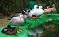 Get all of your ducks in a row Royalty Free Stock Photo