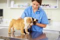 They get along so well. young female vet holding a bulldog puppy and a siamese kitty. Royalty Free Stock Photo