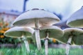 Get a little shade under the toadstool Royalty Free Stock Photo
