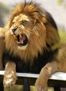 Lion roaring and showing his very long and sharp teeth. Royalty Free Stock Photo