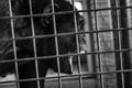 Angry chimpanzee behind cage black and white close up. Royalty Free Stock Photo