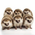 Group of five cute hedgehogs isolated on a white background.