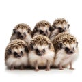 Group of five cute hedgehogs isolated on a white background.