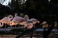 Get ready for the night. Night time habits of captive flamingos Royalty Free Stock Photo