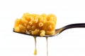 Savor the Flavor: Isolated Macaroni and Cheese on a Fork - Delectable Delicacy