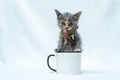 Get ready for a unique and adorable playtime experience as this small kitten sticks half their body inside a white blank mug