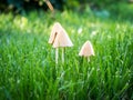 Get rid of mushrooms in your lawn Royalty Free Stock Photo