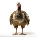 Close-up of a turkey, isolated on white background, studio shot