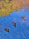 Get your ducks in a row Royalty Free Stock Photo