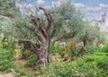 Gethsemane, a garden at the foot of the Mount of Olives in Jerusalem. Ancient olive trees in the Garden of Gethsemane. Holy places Royalty Free Stock Photo