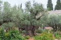 Gethsemane, a garden at the foot of the Mount of Olives in Jerusalem. Ancient olive trees in the Garden of Gethsemane. Travel Royalty Free Stock Photo