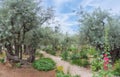 Gethsemane, a garden at the foot of the Mount of Olives in Jerusalem. Holy places of pilgrimage. Israel landmarks Royalty Free Stock Photo