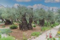 Gethsemane, a garden at the foot of the Mount of Olives in Jerusalem Royalty Free Stock Photo