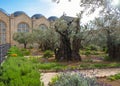 Gethsemane garden, Mount of Olives, Jerusalem Israel. Biblical place where Jesus prayed before his betrayal and capture