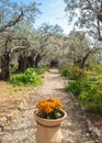 Gethsemane garden, Mount of Olives, Jerusalem Israel. Biblical place where Jesus prayed before his betrayal and capture