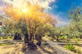 The Gethsemane Olive Orchard, Garden located at the foot of the Royalty Free Stock Photo