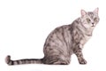 British shorthair cat on white background Royalty Free Stock Photo