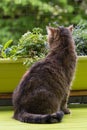 Brown tabby cat sitting on balcony Royalty Free Stock Photo