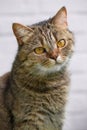 Tabby cat sitting on balcony Royalty Free Stock Photo