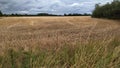 Getreidefeld nach der Ernte. Royalty Free Stock Photo