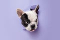 French Bulldog young dog is posing. Cute playful white-black doggy or pet on purple background. Concept of motion