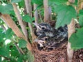 Getting Crowded! - Baby Robins in Nest Royalty Free Stock Photo