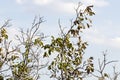 Getting dry walnut tree Royalty Free Stock Photo