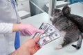 Getting a euro by a vet doctor at a clinic to treat a cat, money in hand