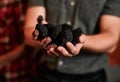 Getting his grilling essentials together. Closeup shot of an unrecognisable man holding a pile of charcoal.