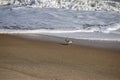 Getting ready for the next wave as this one recedes - Assateague, MD, USA