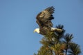 Getting ready for takeoff Royalty Free Stock Photo