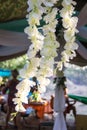 Getting ready for the wedding ceremony. Decor of white wisteria closeup Royalty Free Stock Photo