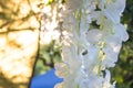 Getting ready for the wedding ceremony. Decor of white wisteria closeup Royalty Free Stock Photo