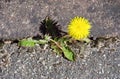 Cheerful yellow dandelion sprouted through the asphalt