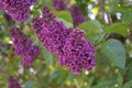 Getting Up Close with Purple Flowering Lilac Bush