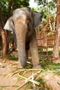 Getting used to captivity. Front-view of an Asian elephant in an enclosure - Thailand. Royalty Free Stock Photo