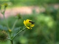 Geum aleppicum, common avens (GÃÂ©um urbÃÂ¡num) or clove root