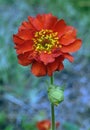 Geum chiloense Scarlet-red Semi-doubled Flower Royalty Free Stock Photo