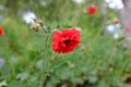 Geum chiloense