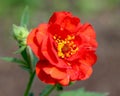 Red Geum Royalty Free Stock Photo
