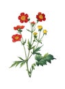 Geum coccineum | Antique Flower Illustrations