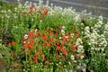 Geum coccineum dense clump that even outside the flowering period, the plant is very attractive and, if it is mild