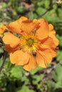 Geum `Firebal`l