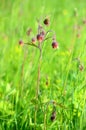 Geum rivale flower Royalty Free Stock Photo