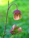 Geum rivale, the water avens flower
