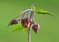 Geum rivale (water avens)